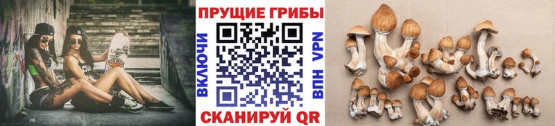 цена   Красноярск  Псилоцибиновые грибы MAGIC MUSHROOMS 